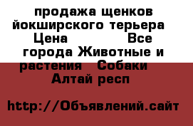 продажа щенков йокширского терьера › Цена ­ 25 000 - Все города Животные и растения » Собаки   . Алтай респ.